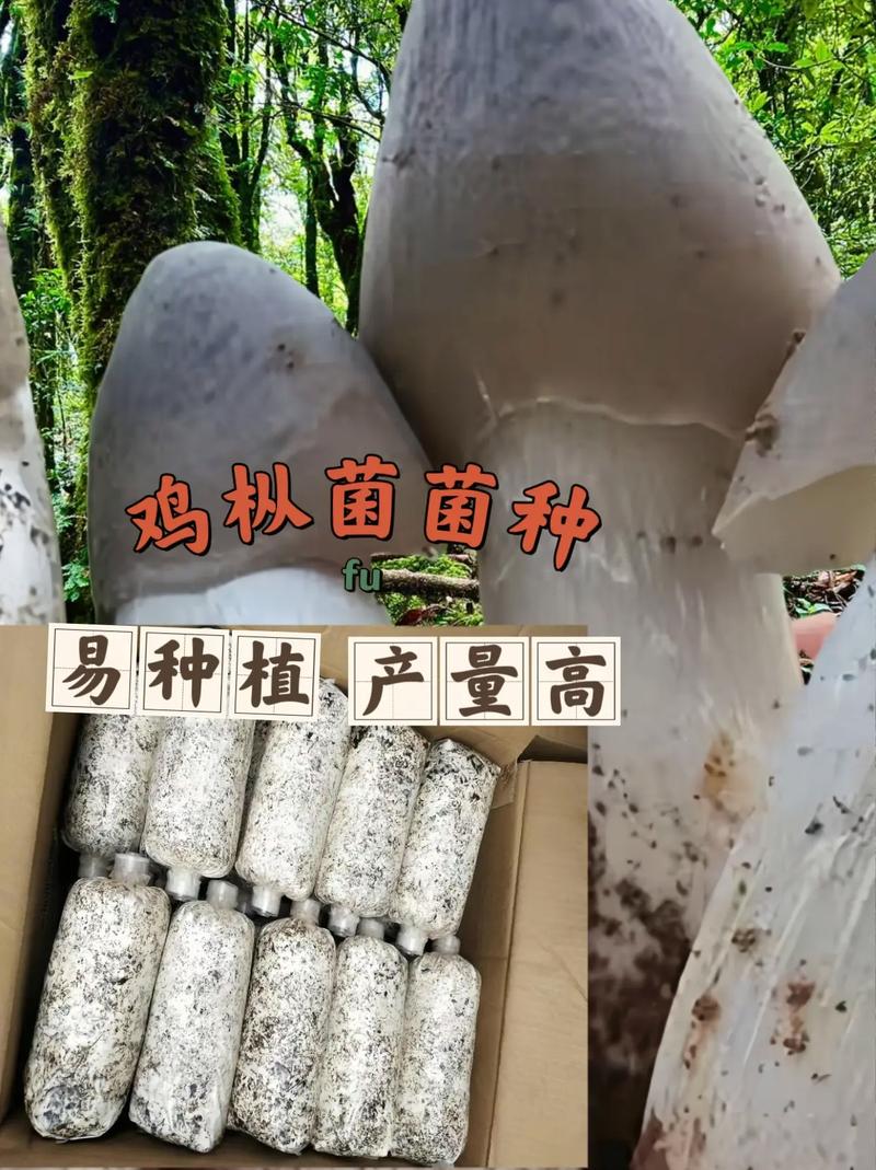 新澳门今晚开奖结果开奖号码查询和天价鸡枞卖到1800元与鸡枞的价格