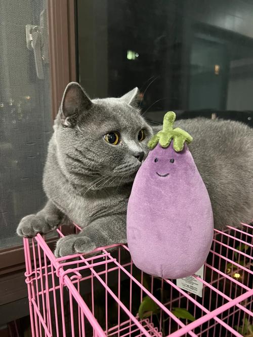 管家婆免费版和肥猫一年多减重16斤与肥猫一年多减重16斤正常吗