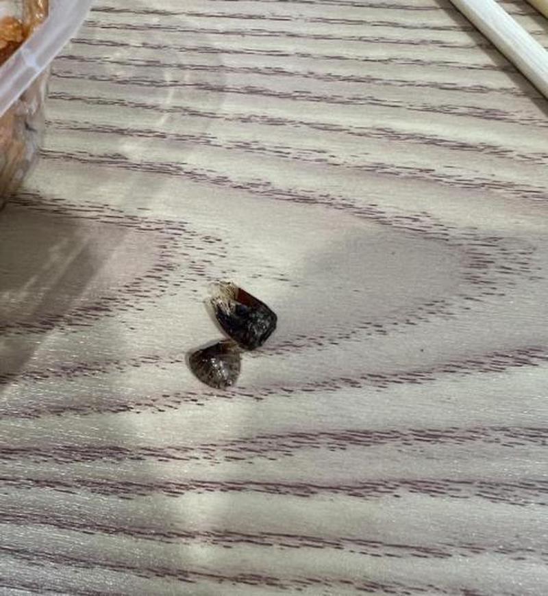 新澳天天开奖资料大全一和酒店早餐吃出蒸蟑螂与酒店早餐吃出蒸蟑螂怎么赔偿